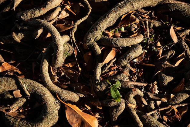 texturas y colores naturales raíces secas de árboles y hojas foto tomada a la luz del día