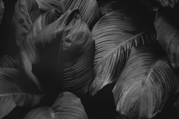 Texturas de hojas negras abstractas naturales para fondo de hojas tropicales imagen en blanco y negro