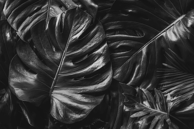 Texturas de hojas negras abstractas naturales para imágenes en blanco y negro de fondo de hojas tropicales