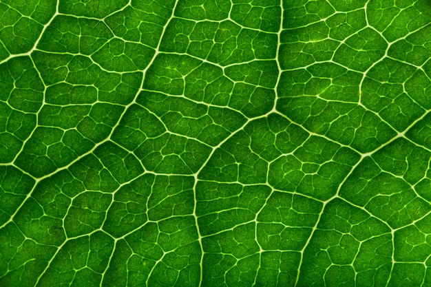 Texturas de primer plano de hoja verde.