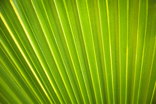 Texture o fundo da folha de palmeira verde fresca do luminoso.