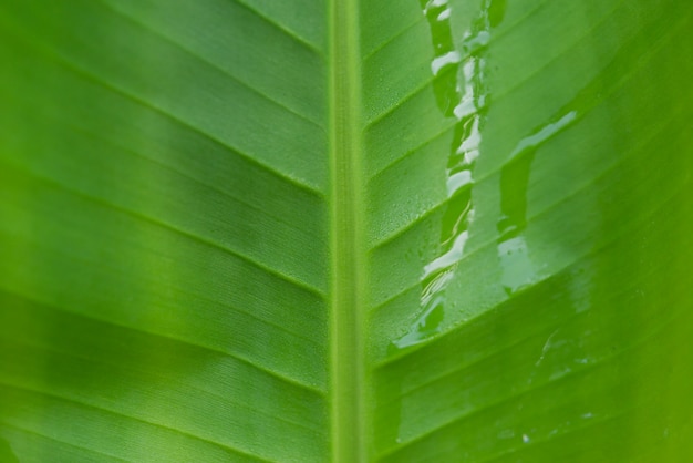 Texture o fundo da folha verde fresca do luminoso. Folhas de bananeira