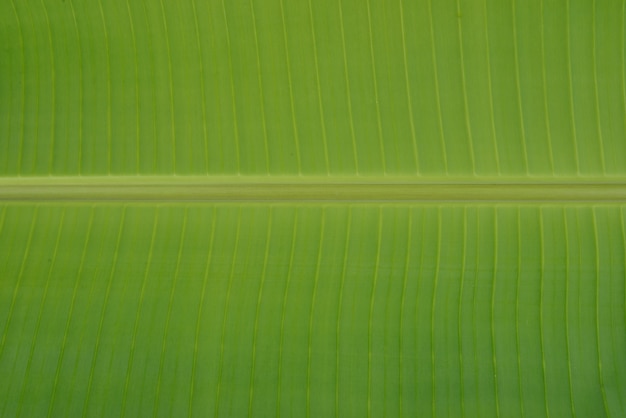 Texture o fundo da folha verde fresca do luminoso.