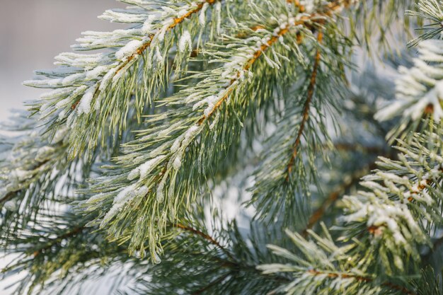 Texturen Weihnachten Hintergrund Nahaufnahme Fichte Weihnachtsbaum grüner Zweig