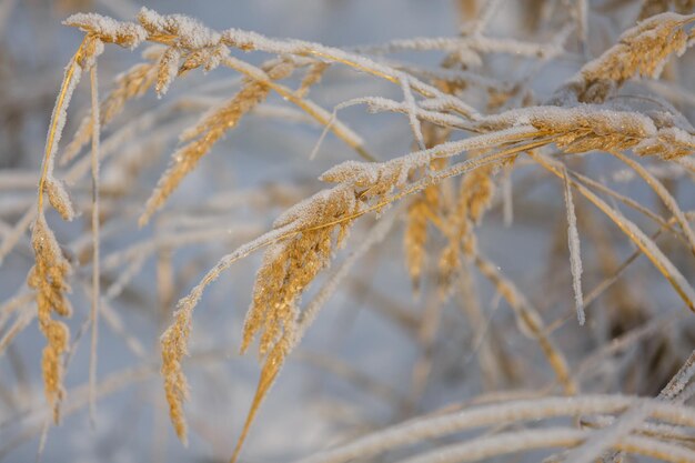 Foto texturen weihnachten hintergrund nahaufnahme schnee grasmuster