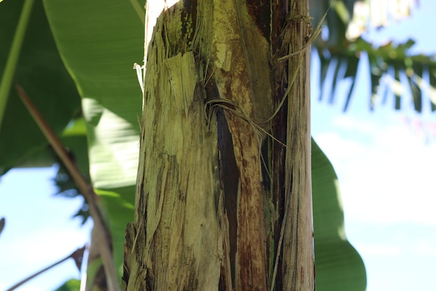 Texturfoto eines Bananenbaumstamms