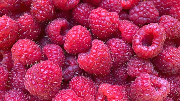 Texturhintergrund aus einer großen Anzahl von Himbeeren. Natürlicher Beerenhintergrund