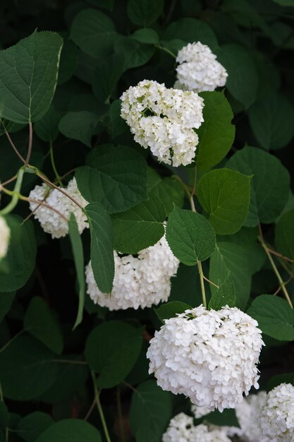 Texturhintergrund der weißen blühenden Hortensia