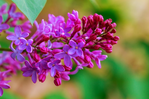 Texturmuster Hintergrund Lila Blüten einer blassen rosa-violetten Farbe großer Gartenstrauch mit Lila