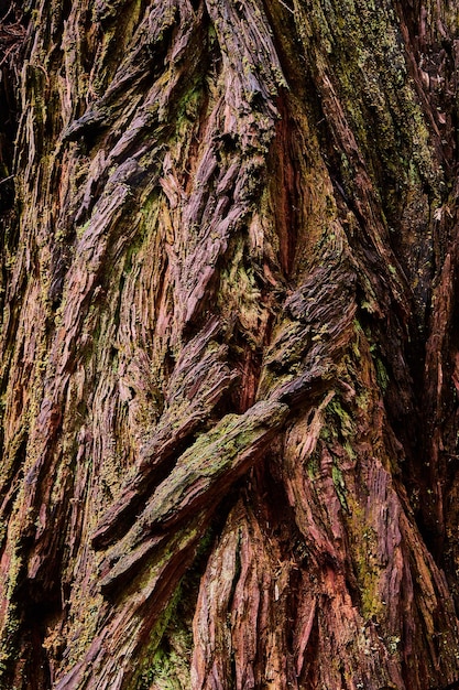 Texturwert des alten Redwood-Baums mit dicker Rinde