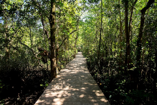 Tha Pom Mangrove Forest in der Provinz Krabi in Thailand