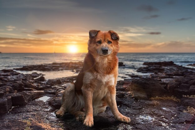 Thai Bangkaew Dog Hund an einem Strand an einem windigen Tag