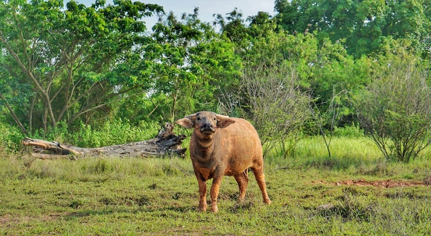 Thai Buffalo, Tailandia