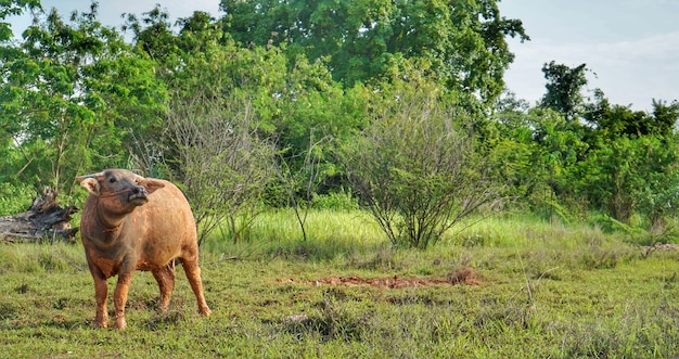 Thai Buffalo, Tailandia