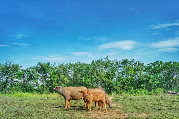 Thai Buffalo, Tailandia