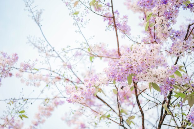 Thai Bungor (Lagerstroemia loudonii Teijsm) Las hermosas flores son blancas y moradas en Tailandia. Popular para plantar a lo largo de la carretera como la provincia de Nakhon Sawan.