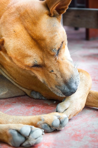 Thai Hund Brown einsam auf dem Boden liegend