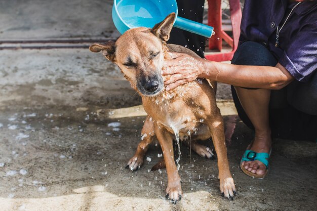 Thai Hund hat baden und reinigen