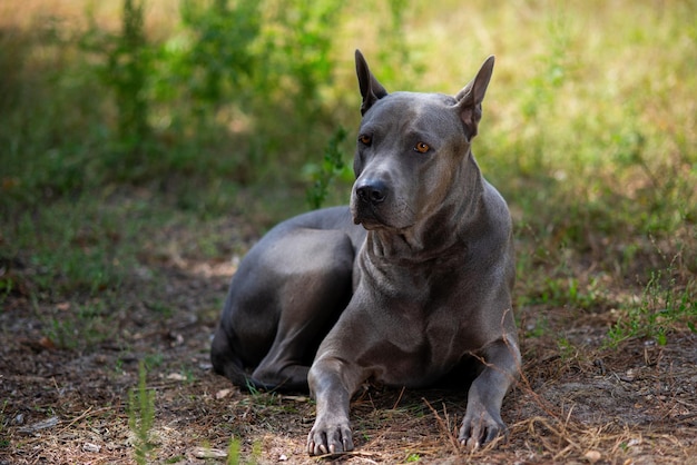 Thai Ridgeback em um iate na natureza