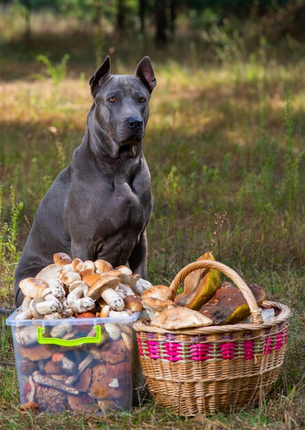 Foto thai ridgeback und pilze in der natur