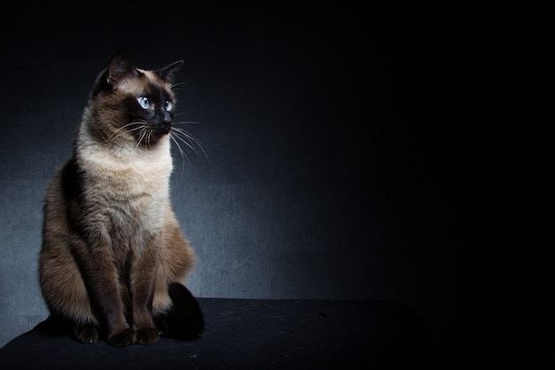 Thai Siamkatze auf schwarzem Hintergrund im Studio