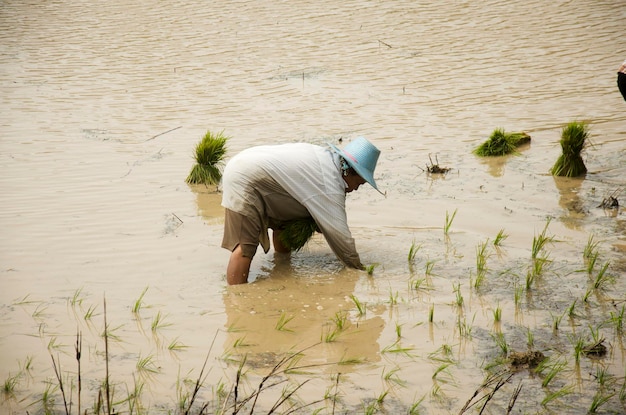 Thailänder, die am 9. August 2016 in Sa Kaeo Thailand arbeiten, um den Reisanbau auf Reisfeldern im Freien zu verpflanzen