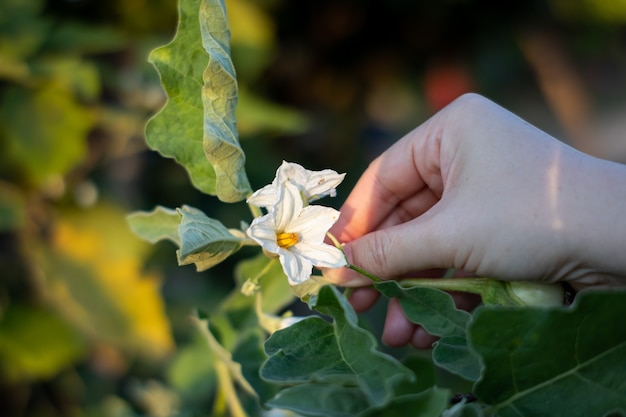 Foto thailändische aubergine auf dem baum im garten, berühren sie grünen brinjal mit der hand.