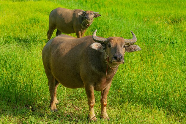 Thailändische Büffel werden seit Jahrhunderten von Bauern zum Pflügen verwendet