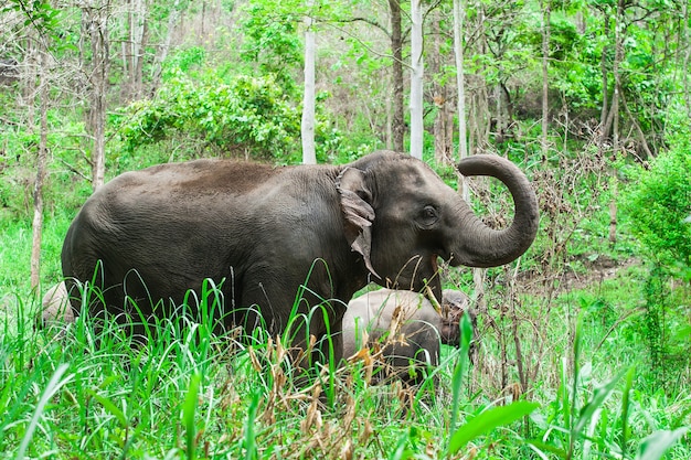 Thailändische Elefanten.