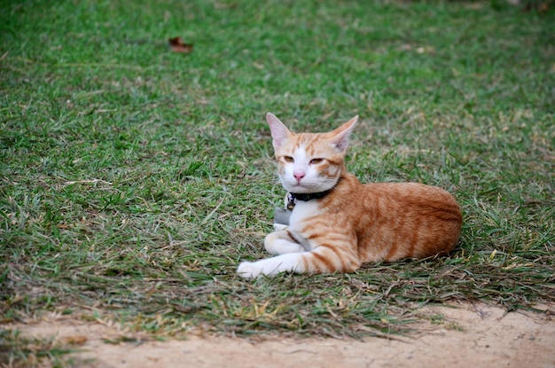 Thailändische Hauskatzen im Garten bei Phrae Thailand