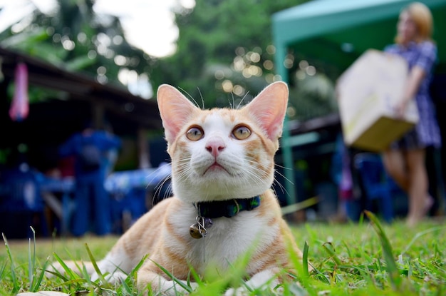 Thailändische Hauskatzen im Garten bei Phrae Thailand