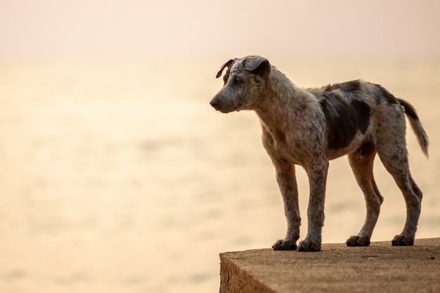 Thailändische Hunde spazieren am Strand entlang.