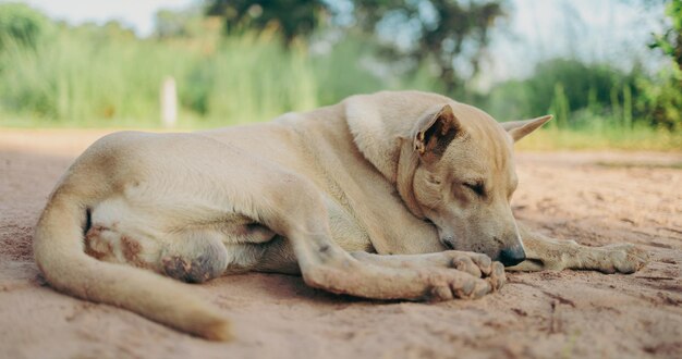 Thailändische Hunde warten darauf, dass ihre Besitzer nach Hause kommen.