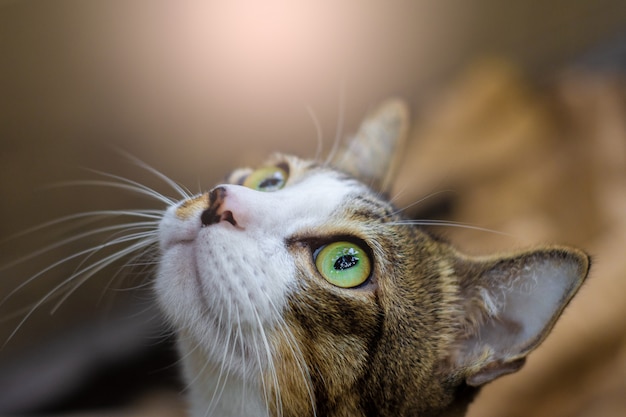 Thailändische Katze, die auf dem Feld auf unscharfem Baumhintergrund spielt