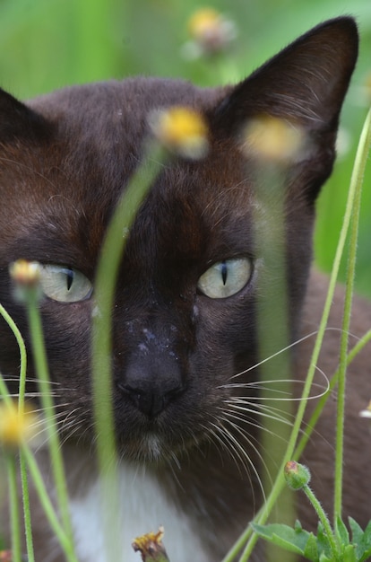 Thailändische Katze, die hinter Blume sich versteckt