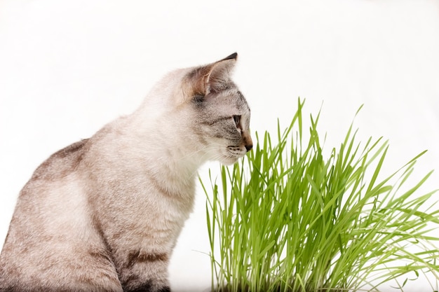 Thailändische Katze frisst Grasfutter und Vitamine