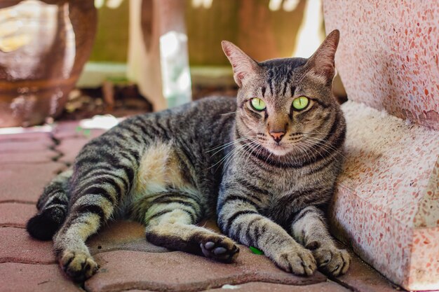 Thailändische Katze, reizendes Tier zu Hause.