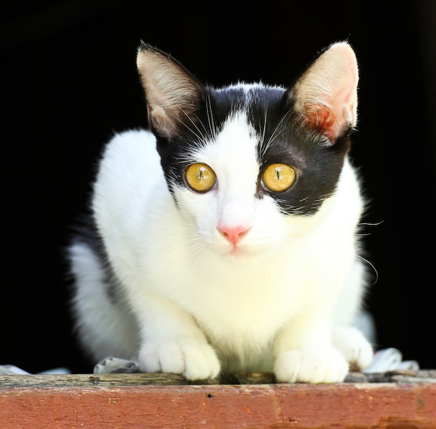 Thailändische Katze