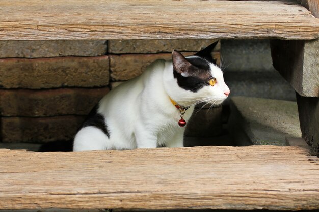 Thailändische Katze