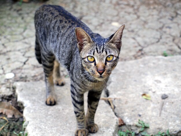 Thailändische Katze