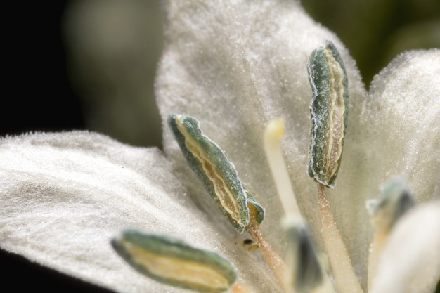 Thailändische Paprikablütenblume