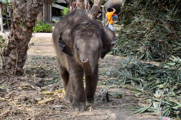 Thailändischer Babyelefant, der Nahrung in Ayutthaya Thailand isst