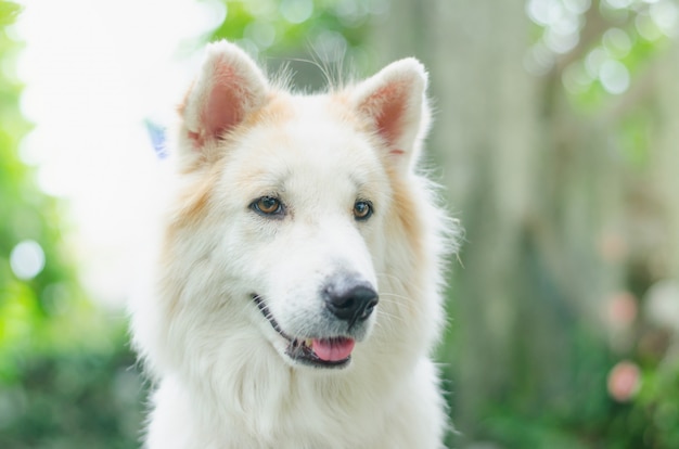 Thailändischer Bangkaew-Hund, gemischt zwischen Wolf und Hund, heftigen und spielerischen Gewohnheiten.