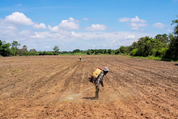 Thailändischer Bauer sprüht Insektizid auf Reisfeld, indem er als Team arbeitet