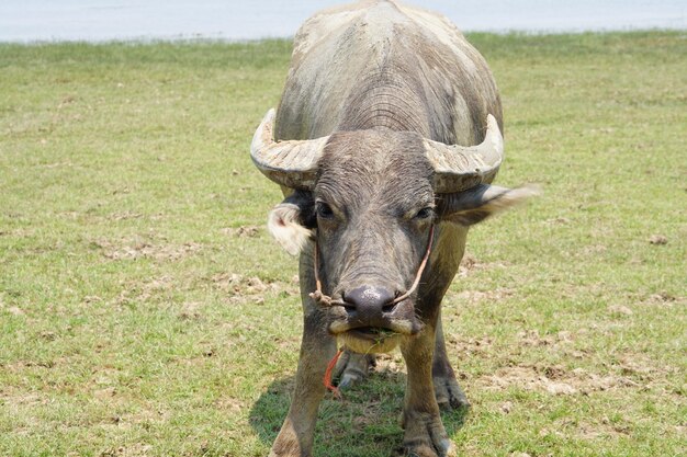 Thailändischer Büffel geht, um Gras auf einem weiten Feld zu fressen