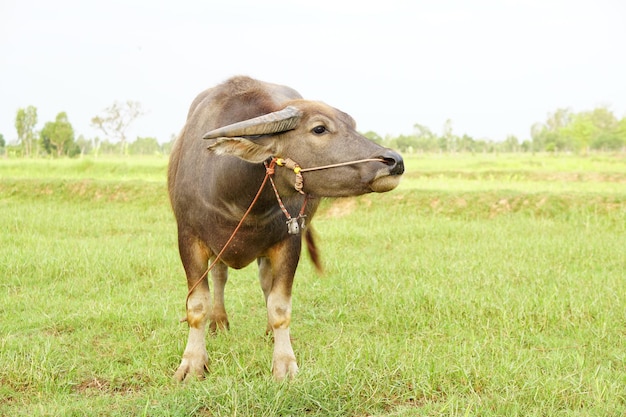 Thailändischer Büffel geht, um Gras auf einem weiten Feld zu fressen