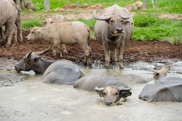 thailändischer Büffelblick sitzen auf Schlamm