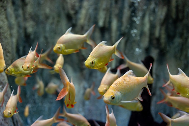 Thailändischer goldener Karpfenfisch im thailändischen Fluss