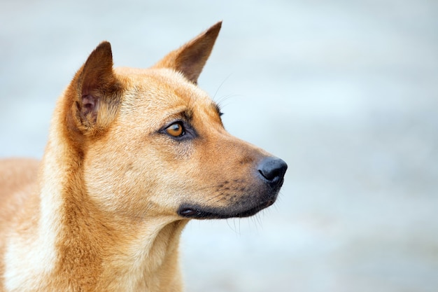 Thailändischer Hund, der auf den Besitzer am Haus wartet