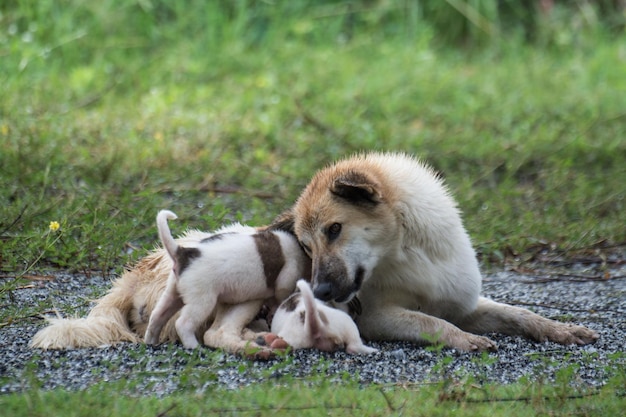 Thailändischer Hund, der Welpen füttert